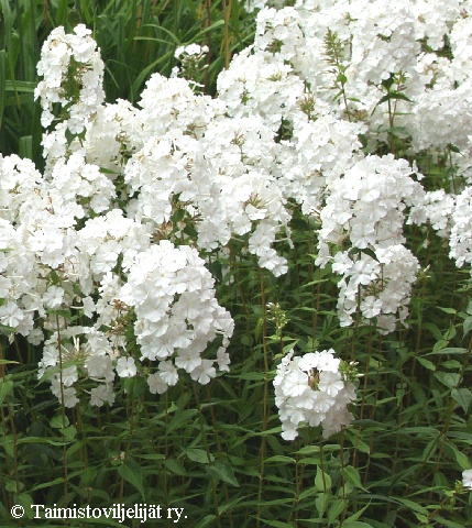 Phlox maculata 'Snowdon'